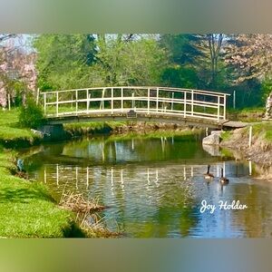 Bridge Over Creek Photo Print in Green 8x10